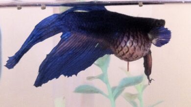 Traitement de la dropsyse chez les poissons d'aquarium