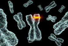 Types et exemples de mutations de l'ADN