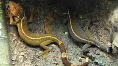 Un guide pour prendre soin des geckos à lignes blanches