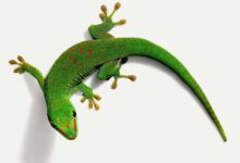 Un guide pour prendre soin des geckos diurnes en tant qu'animaux de compagnie