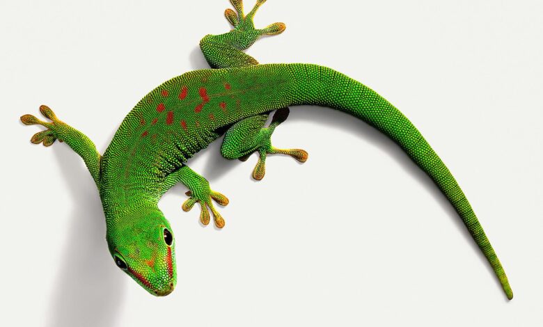Un guide pour prendre soin des geckos diurnes en tant qu'animaux de compagnie
