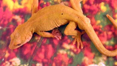 Un guide pour prendre soin des geckos dorés de compagnie