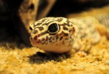 Un guide pour prendre soin des geckos léopards comme animaux de compagnie