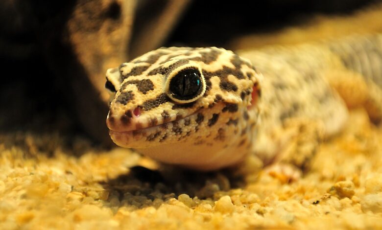 Un guide pour prendre soin des geckos léopards comme animaux de compagnie