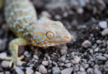 Un guide pour prendre soin des geckos tokay en tant qu'animaux de compagnie