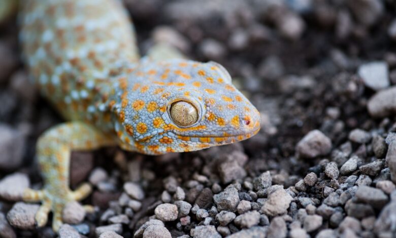 Un guide pour prendre soin des geckos tokay en tant qu'animaux de compagnie
