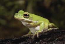Un guide pour prendre soin des grenouilles arboricoles vertes américaines en tant qu'animaux de compagnie