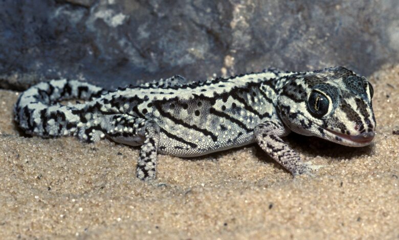 Un guide pour prendre soin des panthères geckos en tant qu'animaux de compagnie