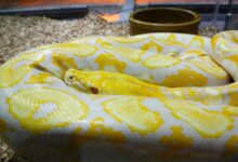 Un guide pour prendre soin des pythons réticulés en tant qu'animaux de compagnie