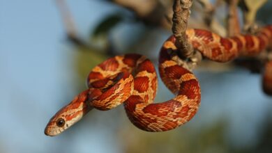 Un guide pour prendre soin des serpents de maïs de compagnie
