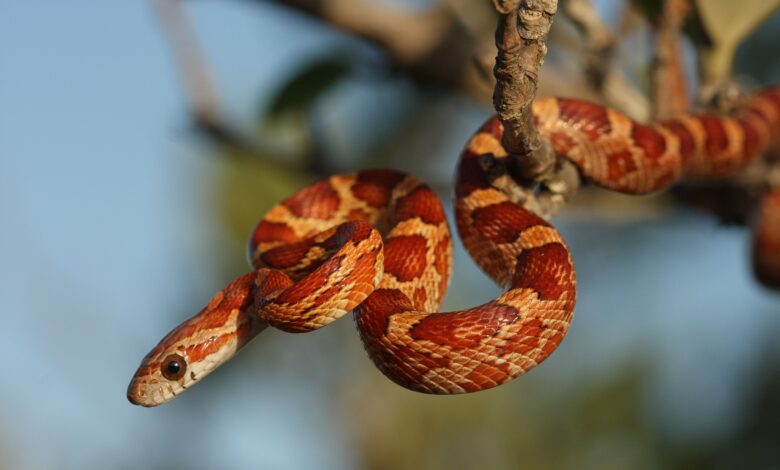 Un guide pour prendre soin des serpents de maïs de compagnie