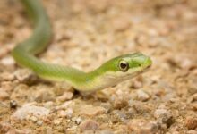 Un guide pour prendre soin des serpents verts de compagnie