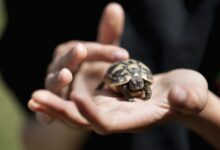 Un guide pour prendre soin des tortues d'Hermann en tant qu'animaux de compagnie