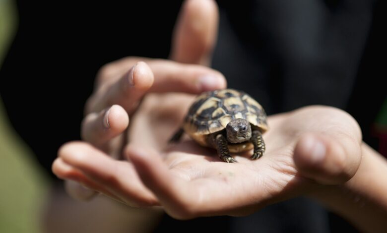 Un guide pour prendre soin des tortues d'Hermann en tant qu'animaux de compagnie