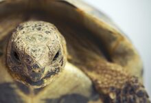 Un guide pour prendre soin des tortues grecques en tant qu'animaux de compagnie