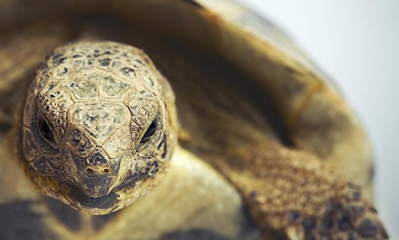 Un guide pour prendre soin des tortues grecques en tant qu'animaux de compagnie