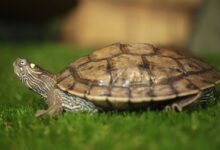 Un guide pour prendre soin des tortues marines du Mississippi en tant qu'animaux de compagnie