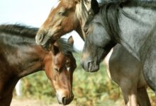 Un guide sur les chevaux et leurs habitudes de sommeil