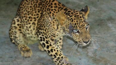 Un léopard gravement blessé a toutes les chances de faire un miracle