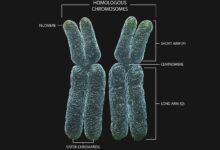 Une définition génétique des chromosomes homologues
