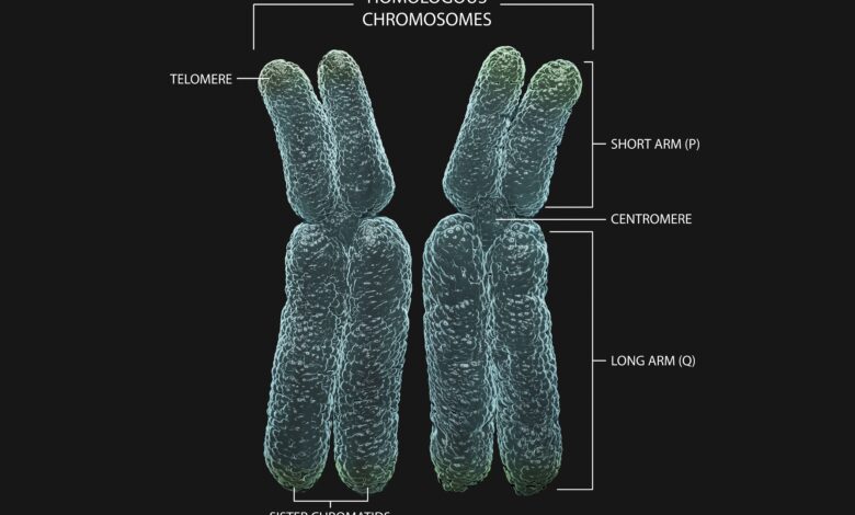 Une définition génétique des chromosomes homologues