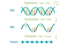 Une introduction à la transcription de l'ADN