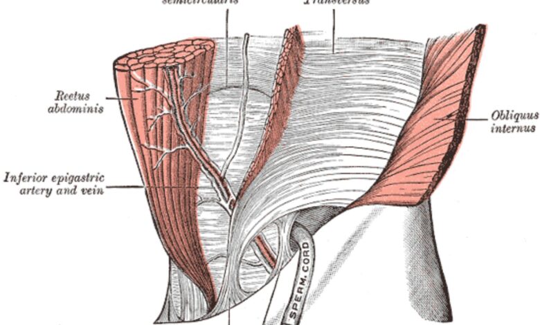 Votre force principale et le muscle transverse de l'abdomen