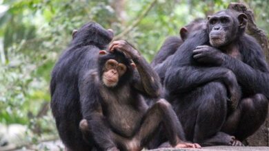 10 faits surprenants sur les chimpanzés