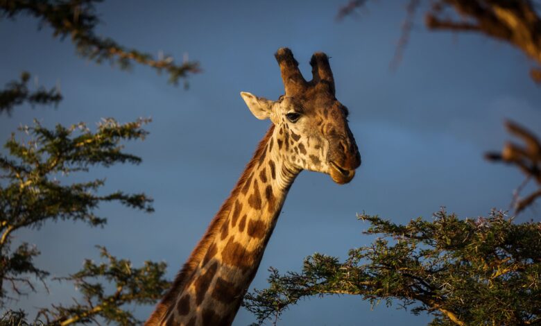 11 Faits intrigants sur les girafes