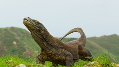 11 Faits surprenants sur les dragons de Komodo