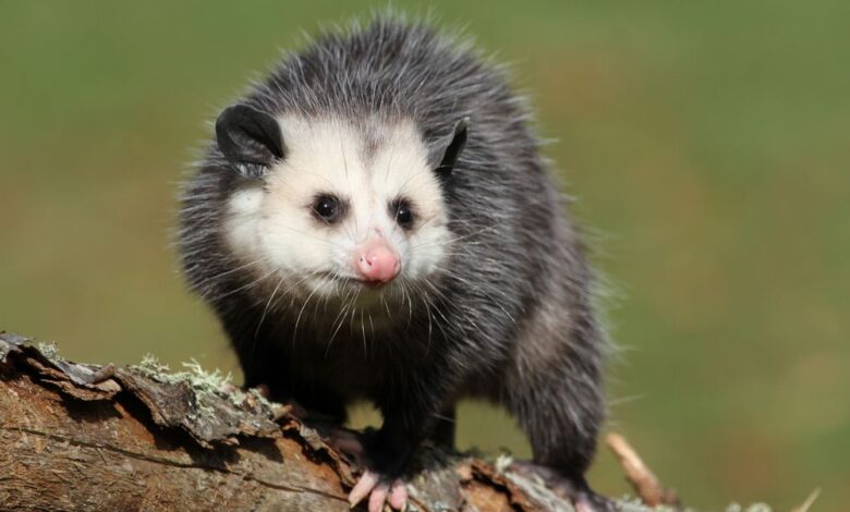 11 choses que vous ne saviez pas sur les opossums