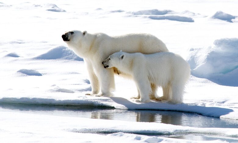 15 noms d'ours polaires du monde entier