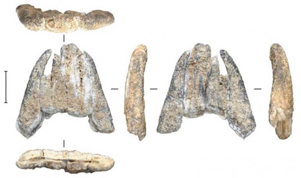 Fragment de dent fossile d'un éléphant éteint, extrait de Leang Burung 2. M W Moore, auteur fourni