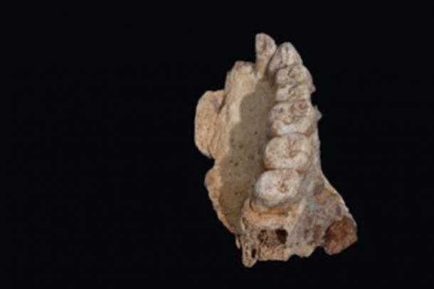 Le maxillaire supérieur de 177 000 à 194 000 ans de l'hominine Misliya-1 (Rolf Quam)