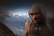 Artist’s impression of elderly Neanderthal male based on fossil found at La Chappelle-aux-Saints
