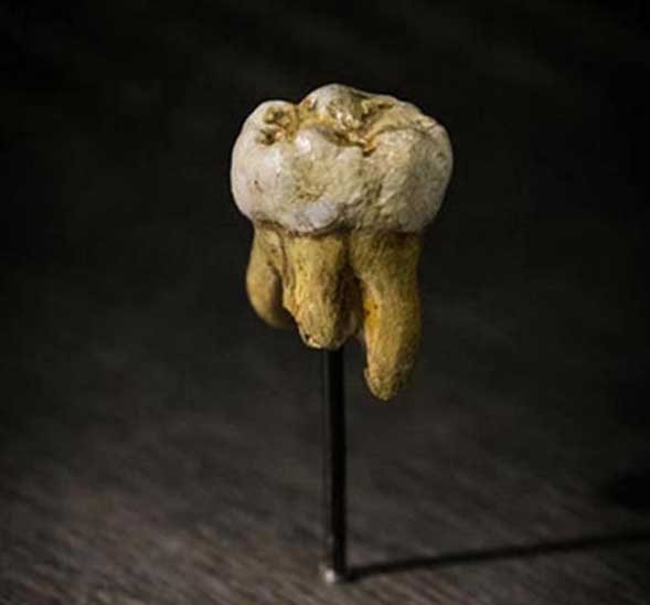 Réplique d'une des molaires Denisovan découvertes dans la grotte de Denisova. Musée des sciences naturelles à Bruxelles, Belgique. 