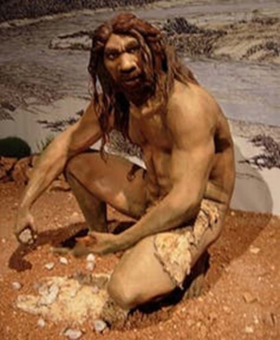 Reconstruction de l'Homo Heidelbergensis.