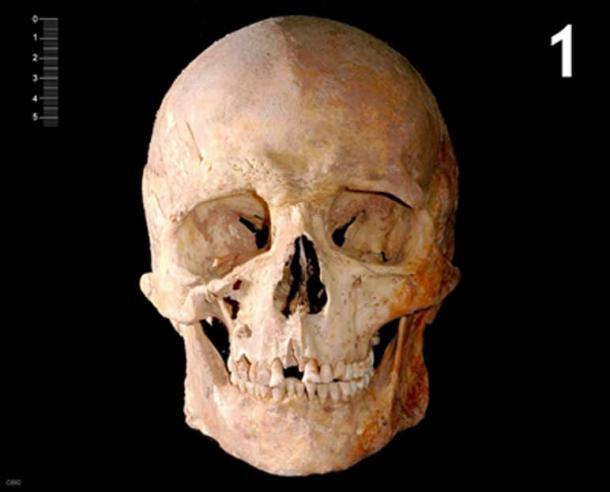 Crâne du squelette dont l'ADN a été analysé.
