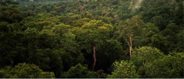 La nature sauvage de l'Amazonie au Brésil, où Percy Fawcett a mené de nombreuses expéditions