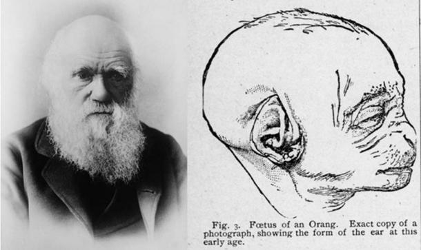 Charles Darwin (domaine public),(gauche) Figure 3 de 