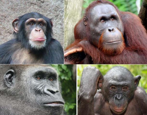 Chimpanzé (en haut à gauche), (CC BY-SA 3.0) ; orang-outan (en haut à droite) (CC BY-SA 3.0) ; gorille (en bas à gauche) (CC BY-SA 3.0) ; bonobo (en bas à droite) ; (CC BY 3.0)