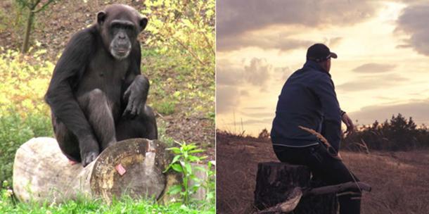 Chimpanzé assis, (gauche) (CC BY-SA 3.0), Homme assis, (droite) (CC0)