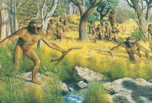 Artists impression of a group of australopith