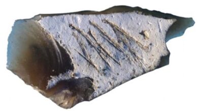 Engraving found in Crimean cave on flint flake from Kiik-Koba layer IV.