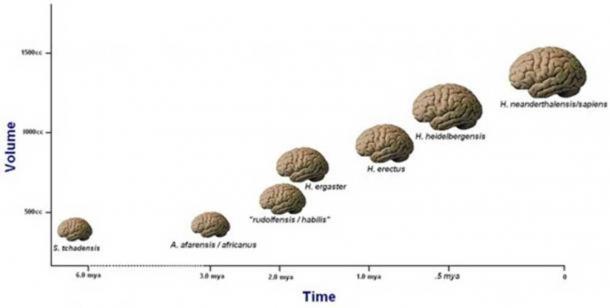 Après un aplatissement initial, ce graphique semble montrer un élargissement constant des cerveaux des hominidés au cours des deux derniers millions d'années. Notez que la moyenne de ces volumes cérébraux est calculée sur un certain nombre de lignées indépendantes au sein du genre Homo et représente probablement le succès préférentiel des espèces à gros cerveau.