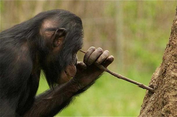 Un chimpanzé utilisant un bâton comme outil.