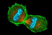 Quiz sur la mitose et la division cellulaire