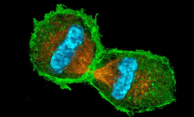 Quiz sur la mitose et la division cellulaire