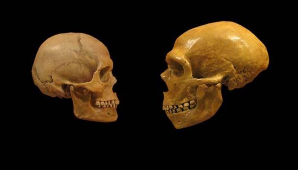 Comparaison des crânes humains modernes et des crânes de Néandertal