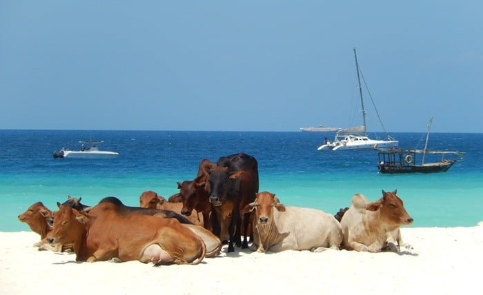 43 Vaches sur la plage - Île de Zanzibar Tanzanie